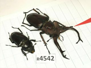 R4542 Cerambycidae Lucanus insect beetle Coleoptera Vietnam 2