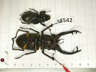 R4542 Cerambycidae Lucanus insect beetle Coleoptera Vietnam 3