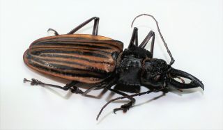 Cerambycidae,  Macrodontia Castroi Male (a -) 77 Mm Exclusive