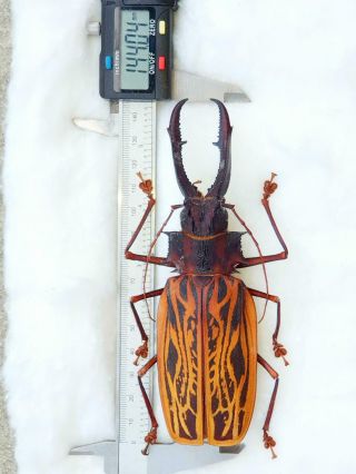 Macrodontia Cervicornis Male Giant Xxl 144mm,  Fantastic Color Prioninae Peru