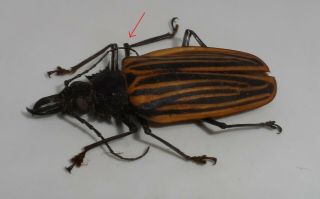 Cerambycidae,  Prioninae,  Macrodontia Castroi Female A - (exclusive)