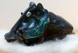 Megaphanaeus Bonaerensis A1 Unmounted Scarabaeinae Scarabaeidae