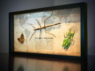 Special Series The Great Deceivers Phyllium Giganteum Real Framed Insect Art