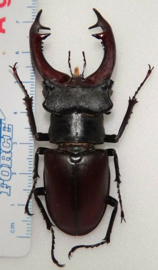 Lucanidae Lucanus Cervus Turcicus 71.  8mm Greece 10 Stag Beetle Lucanid Insect
