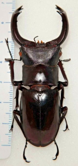 Hexarthrius Mniszechi 69.  5mm India 6 Stag Beetle Lucanus Lucanid Insect