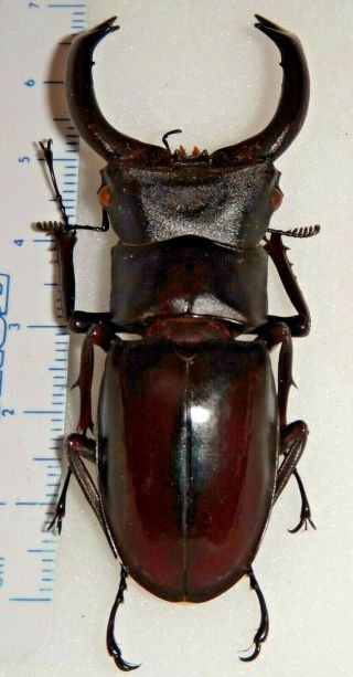 Hexarthrius mniszechi 69.  5mm India 6 Stag Beetle Lucanus Lucanid Insect 2
