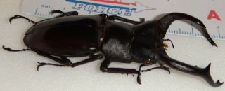 Hexarthrius mniszechi 69.  5mm India 6 Stag Beetle Lucanus Lucanid Insect 3