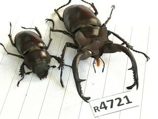 R4721 Lucanus Dongi 77mm ?? Insect Beetle Coleoptera Unmounted Vietnam
