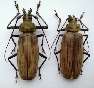 Rare Xixuthrus Nycticorax Pair Australia 78/72mm A1/a - Prioninae Cerambycidae