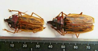 Pair Coleoptera/cerambycidae - Prioninae Macrodontia Zischkai A1 Rare Male&female
