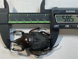 Fornasinius Higginsi,  A1 Pair Male 58mm,  Rare Beetles Goliathini,  Cetoniidae