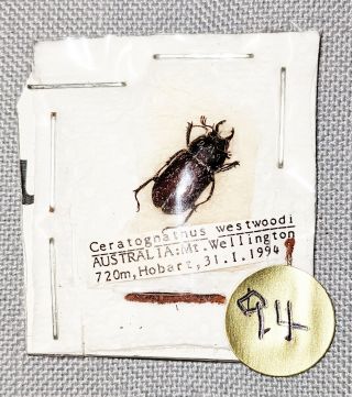 Beetle - 94 Ceratognathus Westwoodi Male 13mm,  -