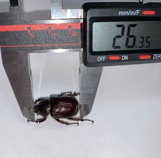 megasoma sleeperi male 26mm,  Extremely rare Arizona 2
