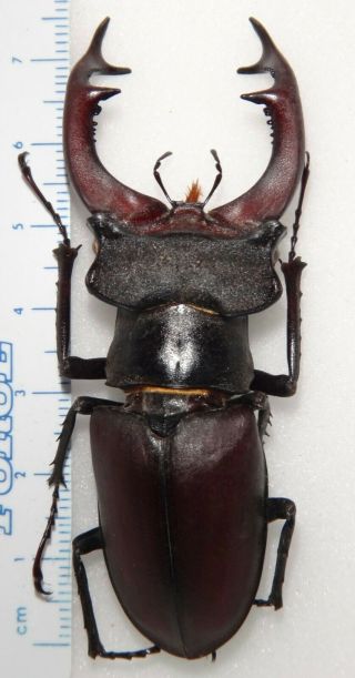 Lucanidae Lucanus Cervus Turcicus 74.  9mm Greece 9 Stag Beetle Lucanid Insect