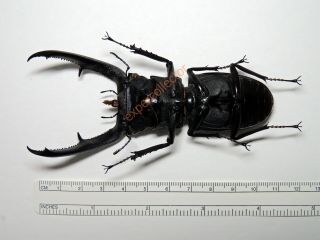 Lucanidae - Hexarthrius mandibularis mandibularis 108mm Borneo 991 2