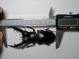 Lucanidae - Hexarthrius mandibularis mandibularis 108mm Borneo 991 3