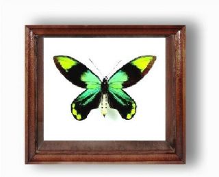 Ornithoptera Victoriae Reginae In The Frame Of Expensive Breed Of Real Wood.