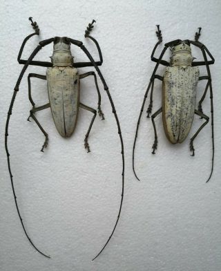 Batocera Kibleri,  Very Scarce Species,  75mm & 78mm Pair,  Longhorn Beetle