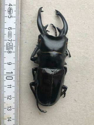 Lucanidae,  Odontolabis Dalmani Subita,  Siberut,  Giant,  Top Rarity,  89 Mm,  A1