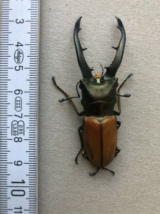 Lucanidae,  Cyclommatus Montanellus,  N.  - Borneo,  Giant,  67 Mm,  A1