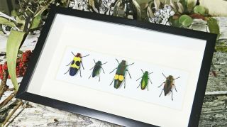 Jewel Beetles Framed In Shadowbox Real Insects Bejb5