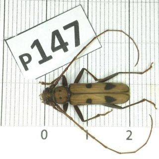 P147 Cerambycidae Lucanus Insect Beetle Coleoptera Vietnam