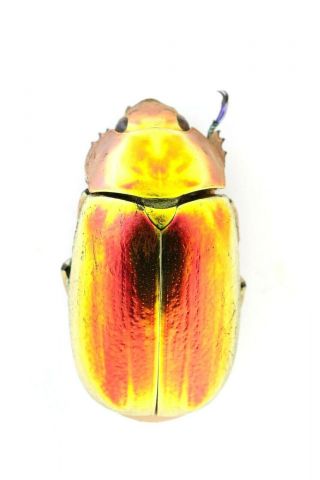 Chrysina Aurigans (red),  Central America,  30mm.