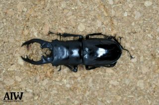 Lucanidae:Hexarthrius bowering bowering 77mm from Arunachal,  India 2