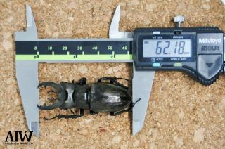 Lucanidae:lucanus Mishmi 62mm From Arunachal,  India