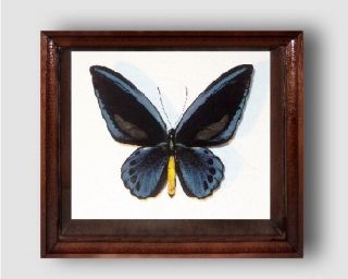 Ornithoptera Priamus Urvillianus In The Frame Of Expensive Breed Of Real Wood