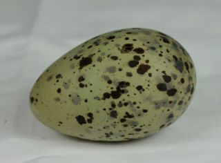 Glaucous Gull Egg,  Iceland,  Taxidermy