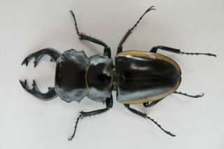 83234 Lucanidae,  Odontolabis Cuvera.  Vietnam North.  85mm