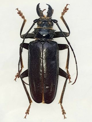 Very Rare Prioninae Anthracocentrus Capensis Male 55mm,  Cerambycidae Namibia