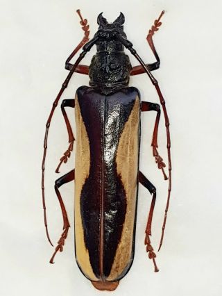 Very Rare Cerambycidae Macrambyx Suturalis Female Giant Xxl 75mm,  French Guiana