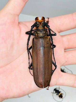 Orthomegas Frischeiseni From Peru 84.  5mm Cerambycidae