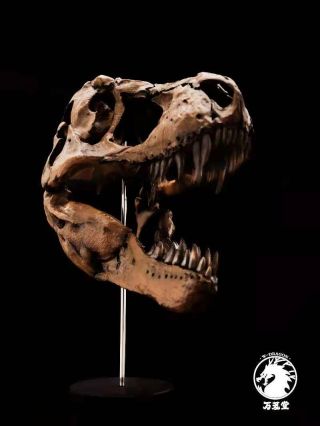 W - Dragon 1/15 Tyrannosaurus Rex Skull Dinosaur Skull T Rex Bone Statue Collector