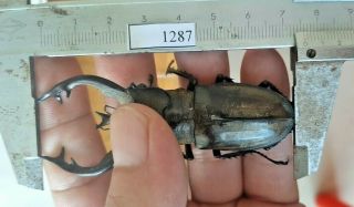 1287 Vietnam Beetles Lucanus Ps.  (a1,  Wet Specimen Size:75mm,  Check Photo)