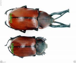 Euchiridae - Longarm Beetle - Euchirus Longimanus Longimanus (pair) - (la62)