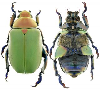 Beetles,  Rutelinae,  Chrysina Erubescens,  33,  Gynandromorph???,  Mexico
