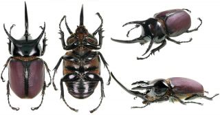 Beetles,  Dynastidae,  Beckius Beccarii Koletta 71 Mm,  Arfak Mt