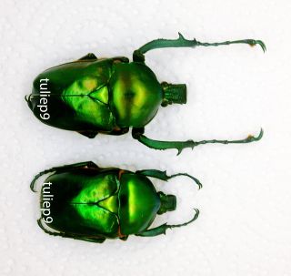 Cetoniidae - Flower Beetle - Jumnos Ruckeri Pfanneri (pair) - Malaysia - Rare