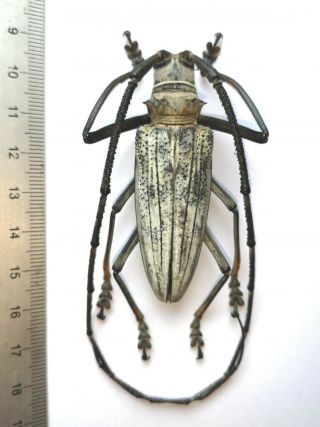Batocera Porioni From Makira Island Very Scarce Cerambycidae Beetle 60mm Male