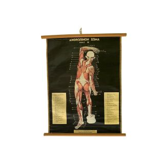 Anatomy Pull Down Chart,  Vintage Educational Map,  Anatomy Poster
