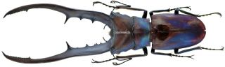 Insect - Lucanidae Cyclommatus Metallifer Finae - Peleng - Giant 85mm.
