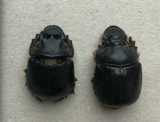 Scarabaeidae,  Heliocopris Werneri,  Kenya,  Very Rare,  Giant,  Pair,  35/38 Mm,  A1