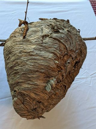 Huge Black Hornet Nest Display Taxidermy Round Real Paper Wasp Bees Bald Face