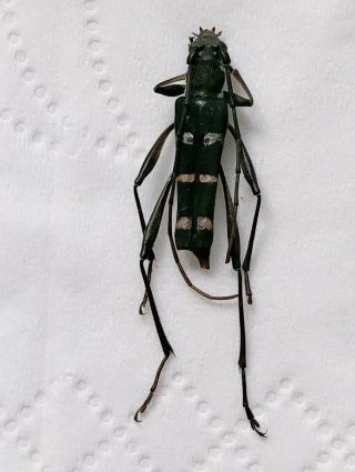 Cerambycidae Sp From Jinxiu Guangxi 2187