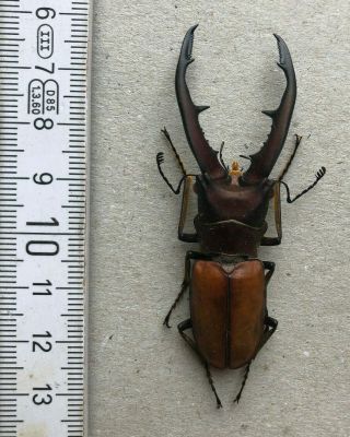 Lucanidae,  Cyclommatus Montanellus,  N.  - Borneo,  Giant,  66,  Mm,  A1