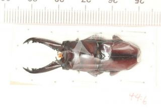 Lucanidae Prosopocoilus Wuchaoi 44.  6mm West Yunnan Fresh Coll.