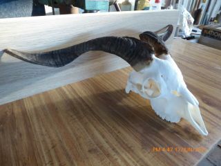 Billy Goat Skull Even Horns 55 Cm Taxidermy Hunting Gothic Bone Craft Hunt